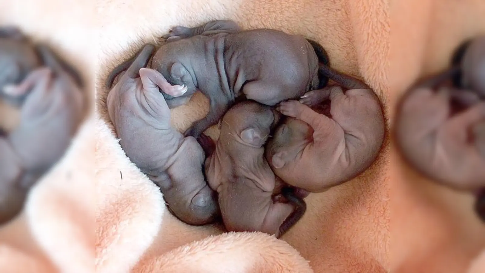 Aus den Baum gepurzelt  Die Findelkinder Otto, Nikolaus, Maria und Veronika von St. Otto.	 (Foto: Privat)