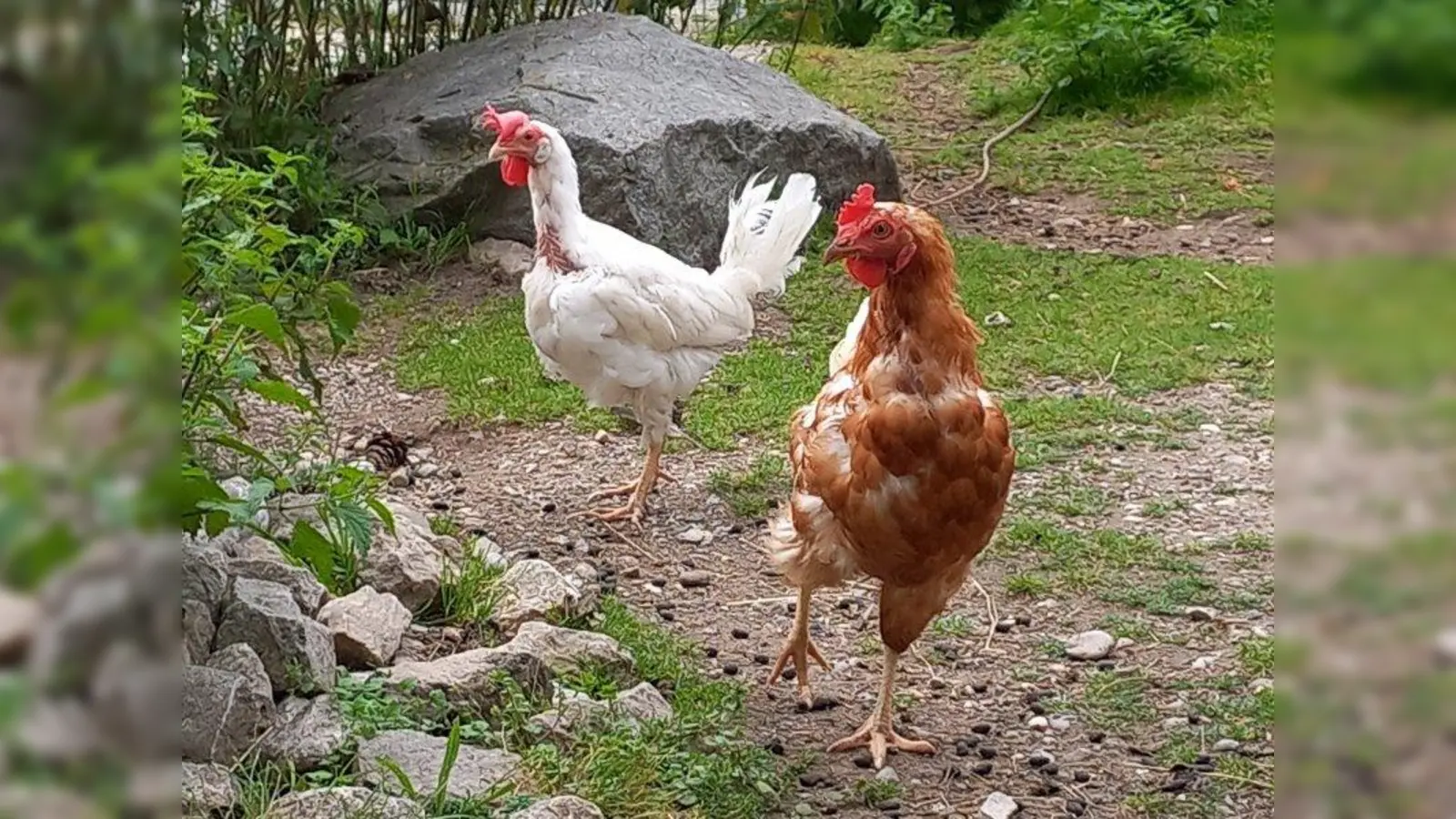 Liesl und Dorle haben in der Wildtierstation des Münchner Tierheims endlich die Möglichkeit, draußen herumzulaufen und zu scharren und zu picken. (Foto: Tierheim München)