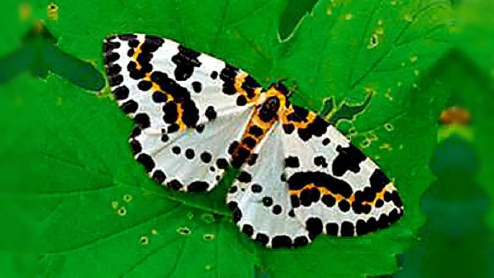 Der Stachelbeerspanner wurde Schmetterling des Jahres und steht auf der Roten Liste. 	 (Foto: privat)