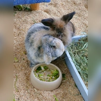 Die beiden Widderkaninchen Emma und Timmy. (Foto: Tierheim Riem)