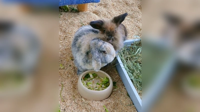 Die beiden Widderkaninchen Emma und Timmy. (Foto: Tierheim Riem)