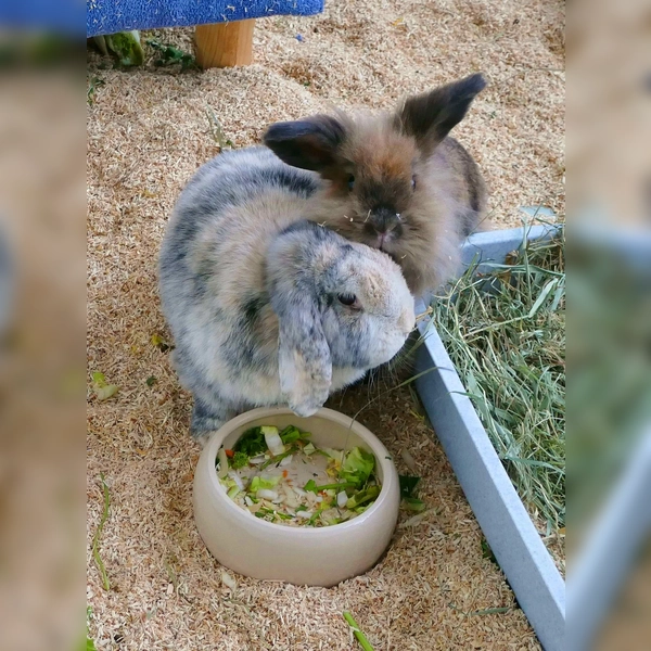 Die beiden Widderkaninchen Emma und Timmy. (Foto: Tierheim Riem)