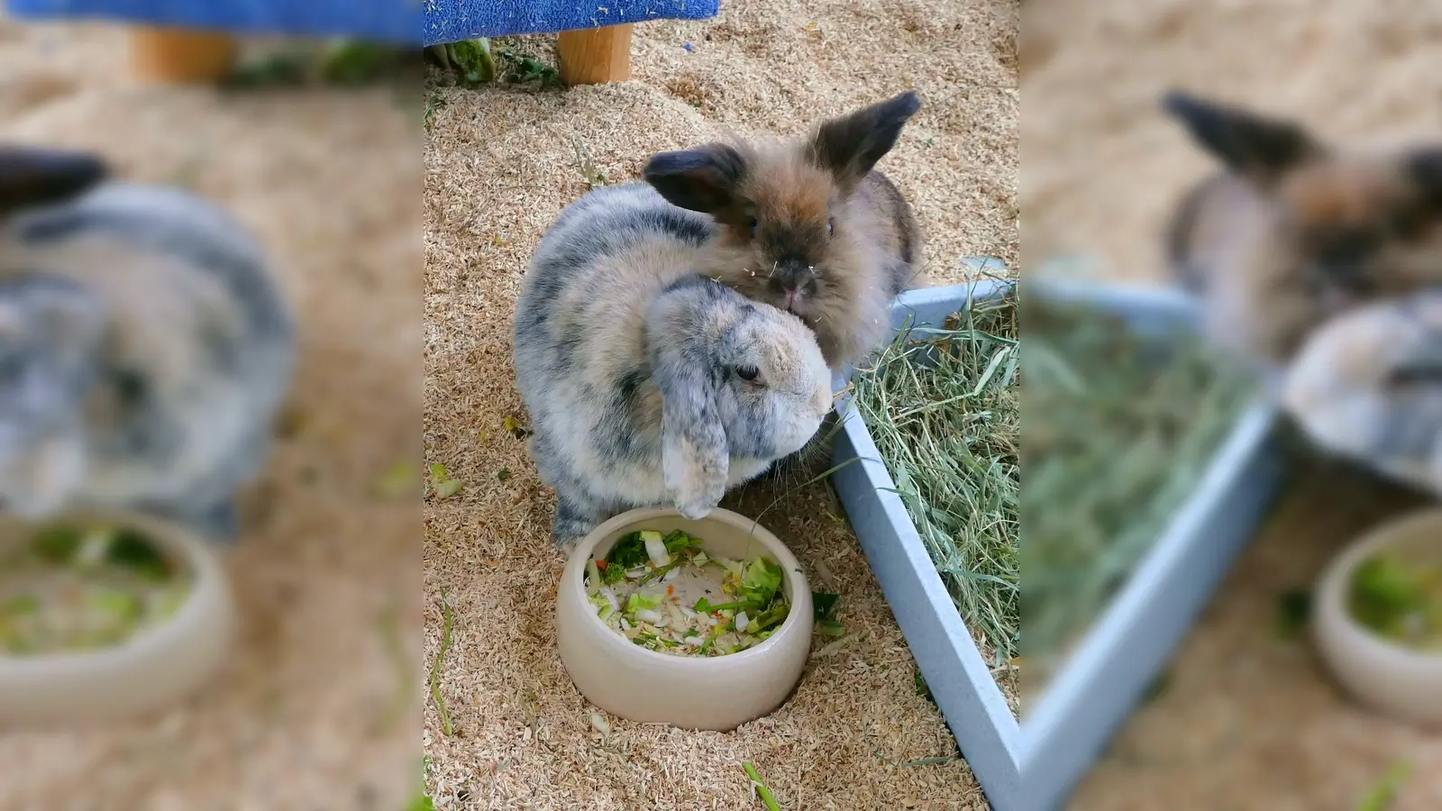 Die beiden Widderkaninchen Emma und Timmy. (Foto: Tierheim Riem)