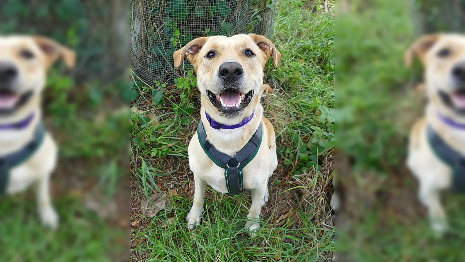 Labrador-Kroatischer Schäferhund Mischling Max. (Foto: Tierheim Riem)