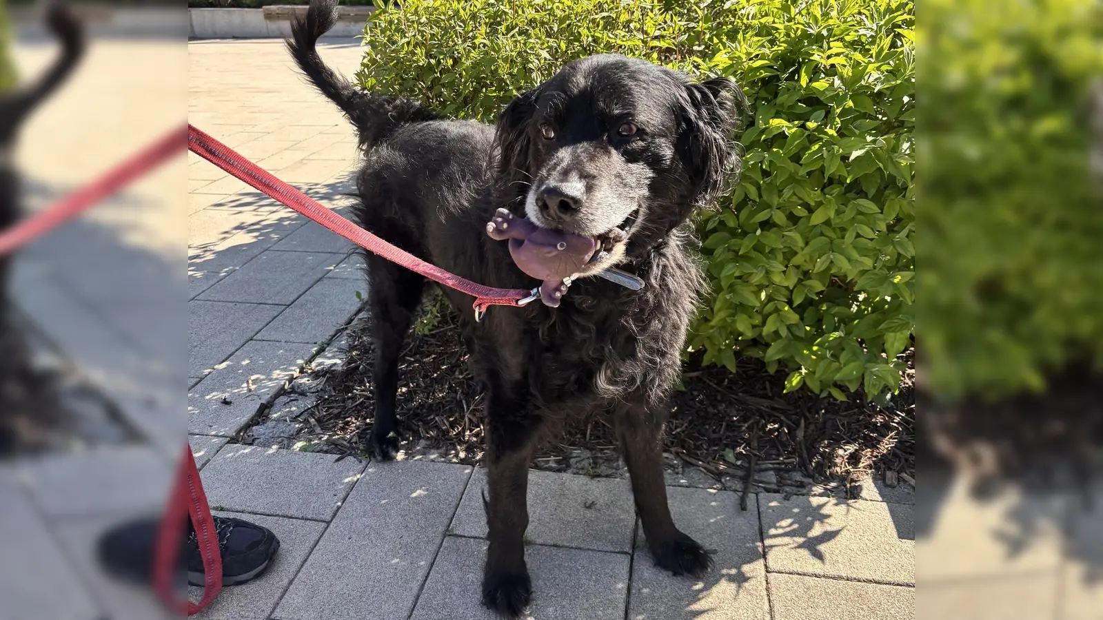 Paul wurde etwa im Jahr 2010 geboren. (Foto: Tierschutzverein München)