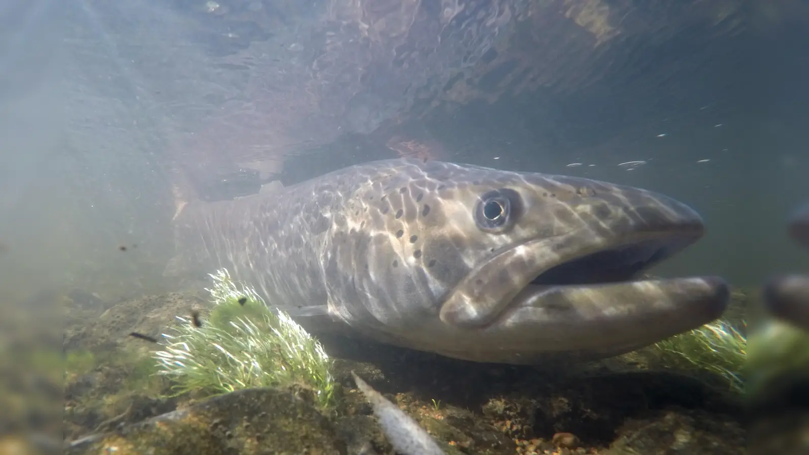 Großes Tier: Dieser Huchen schwimmt in der Ilz, einem linken Zufluss der Donau, und misst einen Meter und 14 Zentimeter.  (Foto: © Clemens Ratschan )