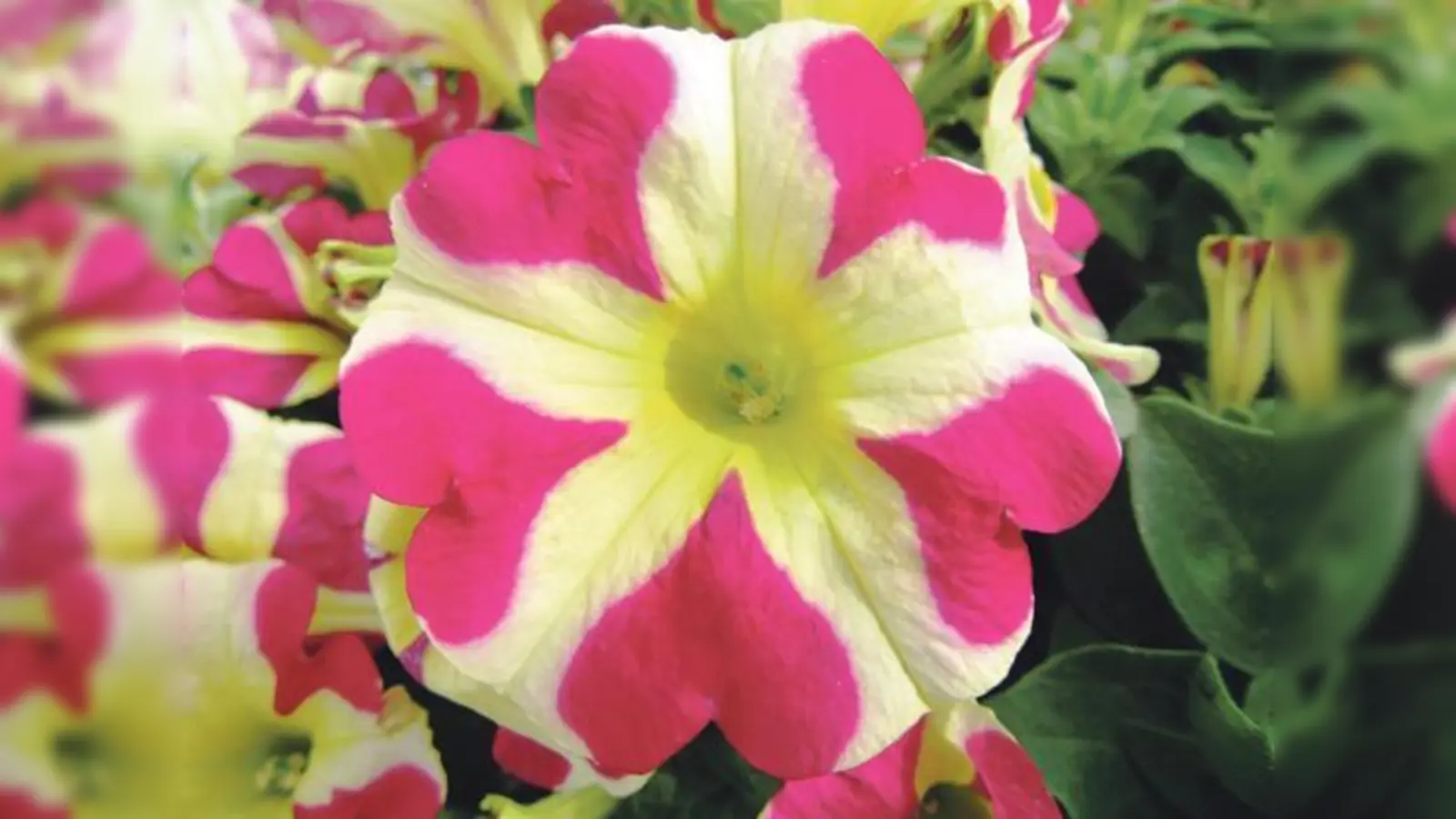 Den ganzen Sommer über begeistert die »Sinnliche Sissi« mit den zahllosen Herzen auf ihren Blütenblättern.	 (Foto: Eva-Maria Geiger, LWG Veitshöchheim)