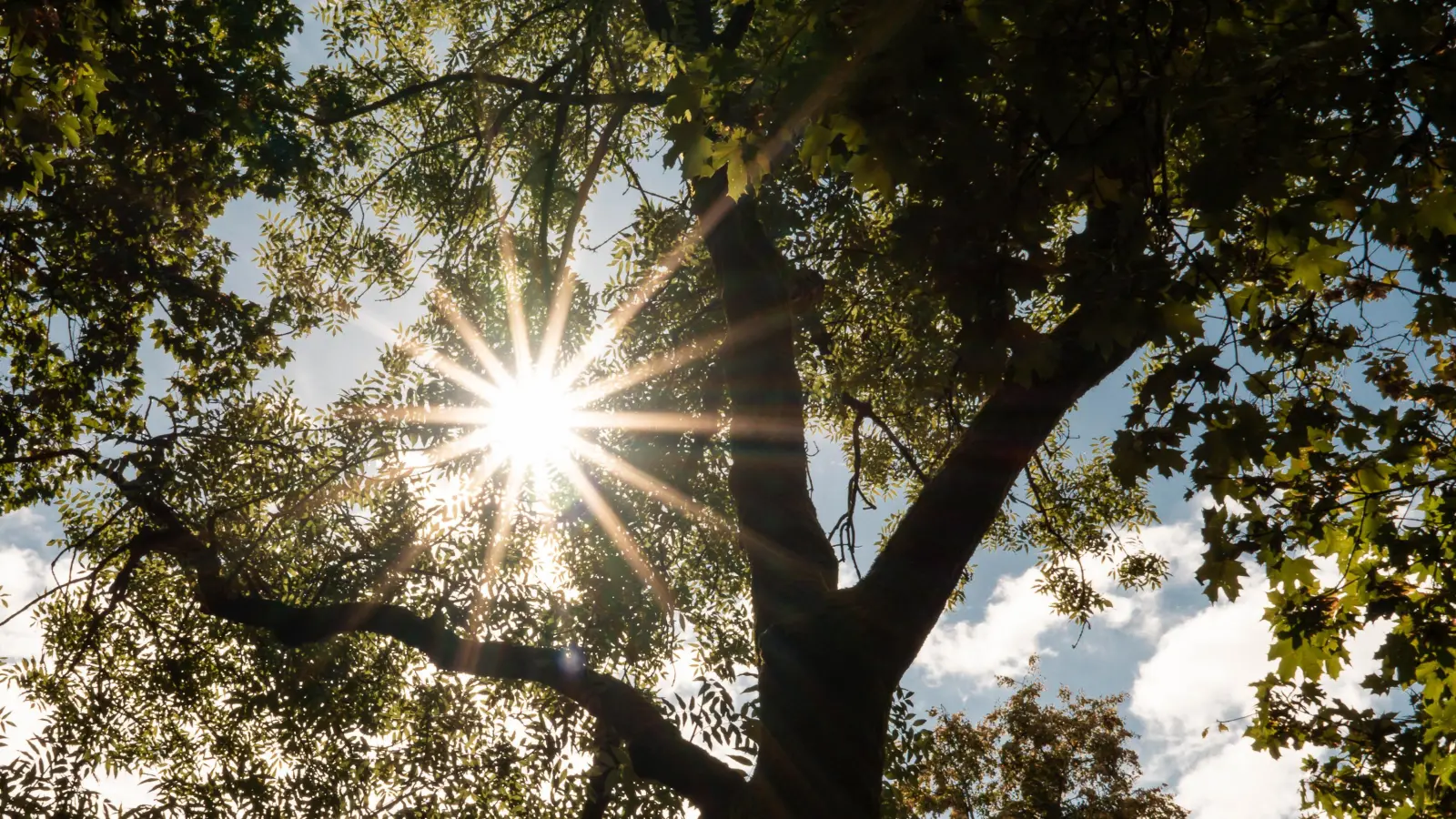 Die Caritas lädt zu einer Hofgarten-Führung am Dachauer Schloss ein. (Foto: Imraan Safi (Caritas))