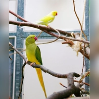 Die Halsbandsittiche Bailee und Borb sind unzertrennlich und freuen sich auf ein gemeinsames neues Zuhause. (Foto: Tierheim Riem)