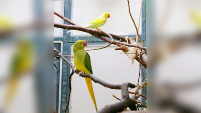 Die Halsbandsittiche Bailee und Borb sind unzertrennlich und freuen sich auf ein gemeinsames neues Zuhause. (Foto: Tierheim Riem)