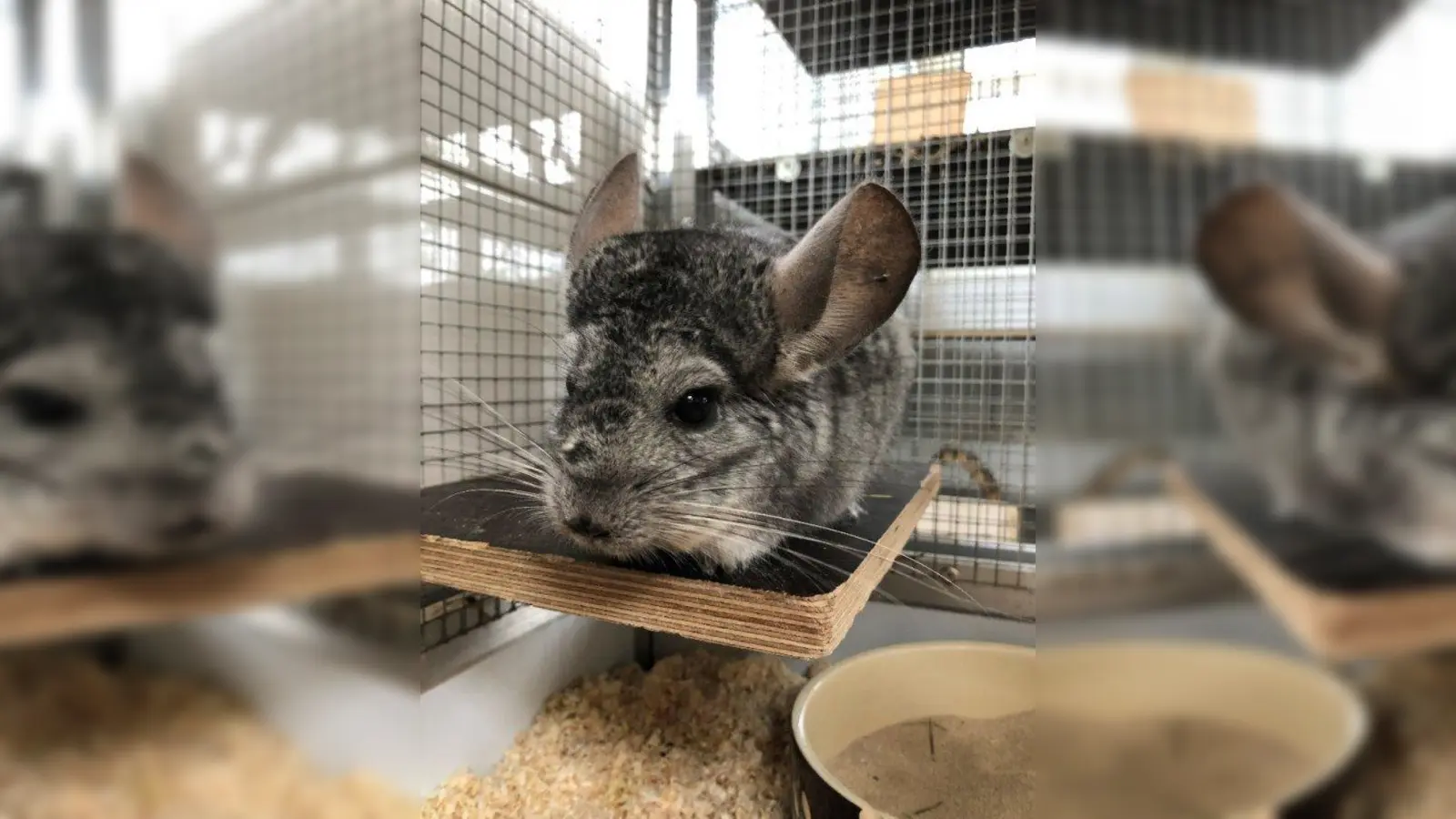 Im Kleintierhaus ist es unter anderem die Reinigung der Käfige, Gehege und Volieren, für die noch Helfer gesucht werden. (Foto: Tierheim München)