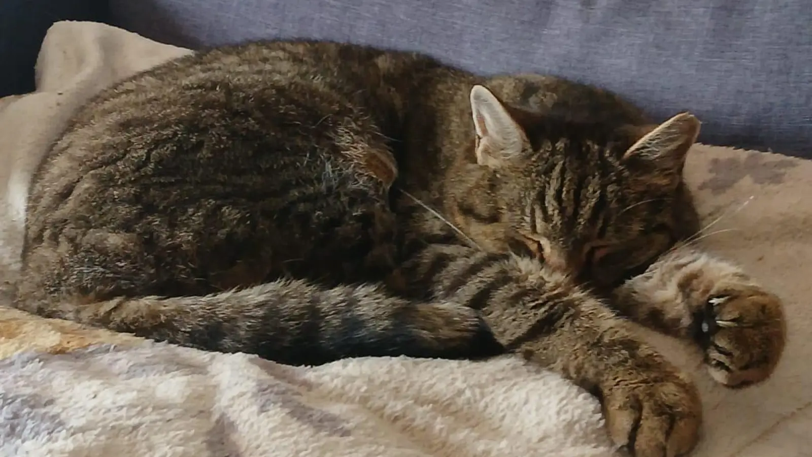 Kater Leo (14 Jahre) sucht dringend ein neues Zuhause.  (Foto: Zappe)
