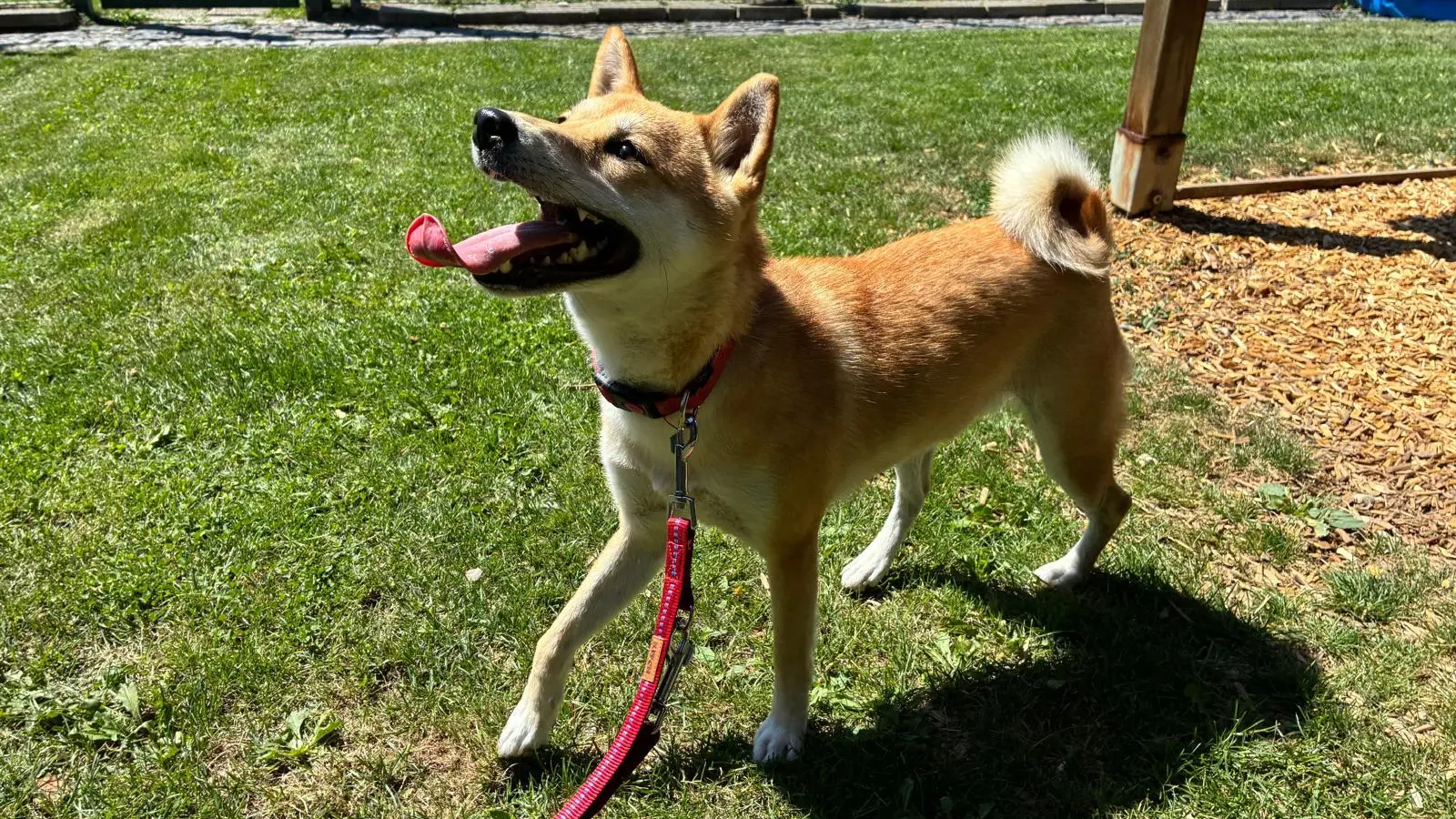 Für Kali suchen wir ein eher ruhiges Zuhause bei Menschen, die idealerweise bereits Hunde- oder sogar Rasseerfahrung mitbringen. Neue oder hektische Situationen überfordern sie schnell. (Foto: Tierheim Riem)