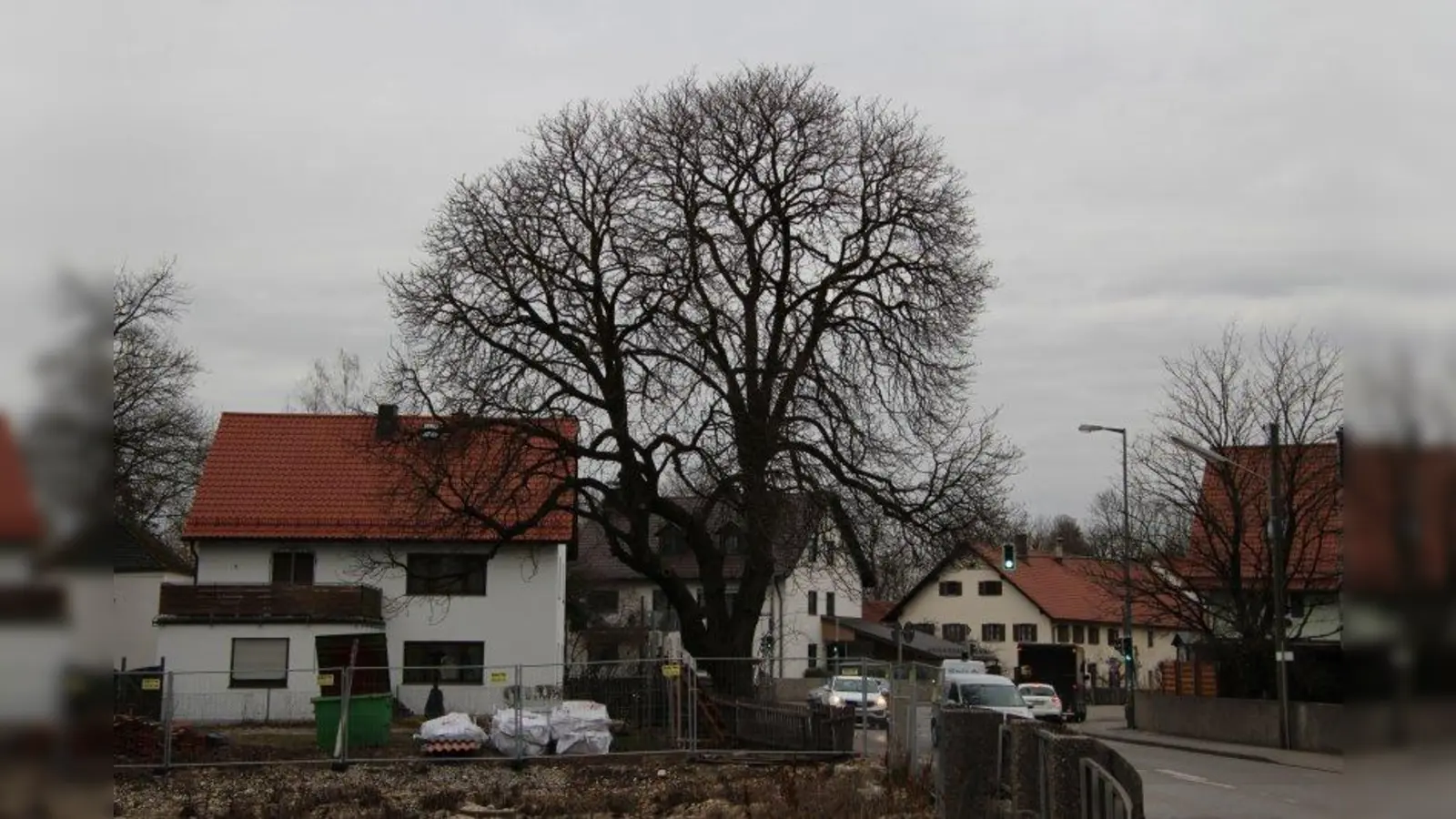 Die Kastanie in der Eversbuschstraße 143 im Stadtbezirk Allach-Untermenzing wird nicht in die Liste der Naturdenkmäler aufgenommen. (Foto: sb)
