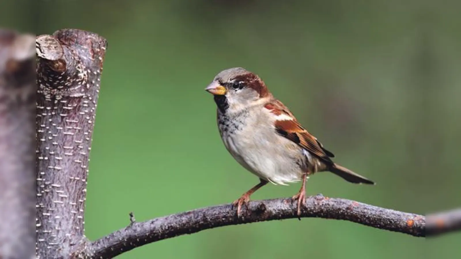 Der Haussperling, auch Spatz genannt, findet immer weniger Nistmöglichkeiten in Nischen und Dächern.	 (Foto: Frank Derer)