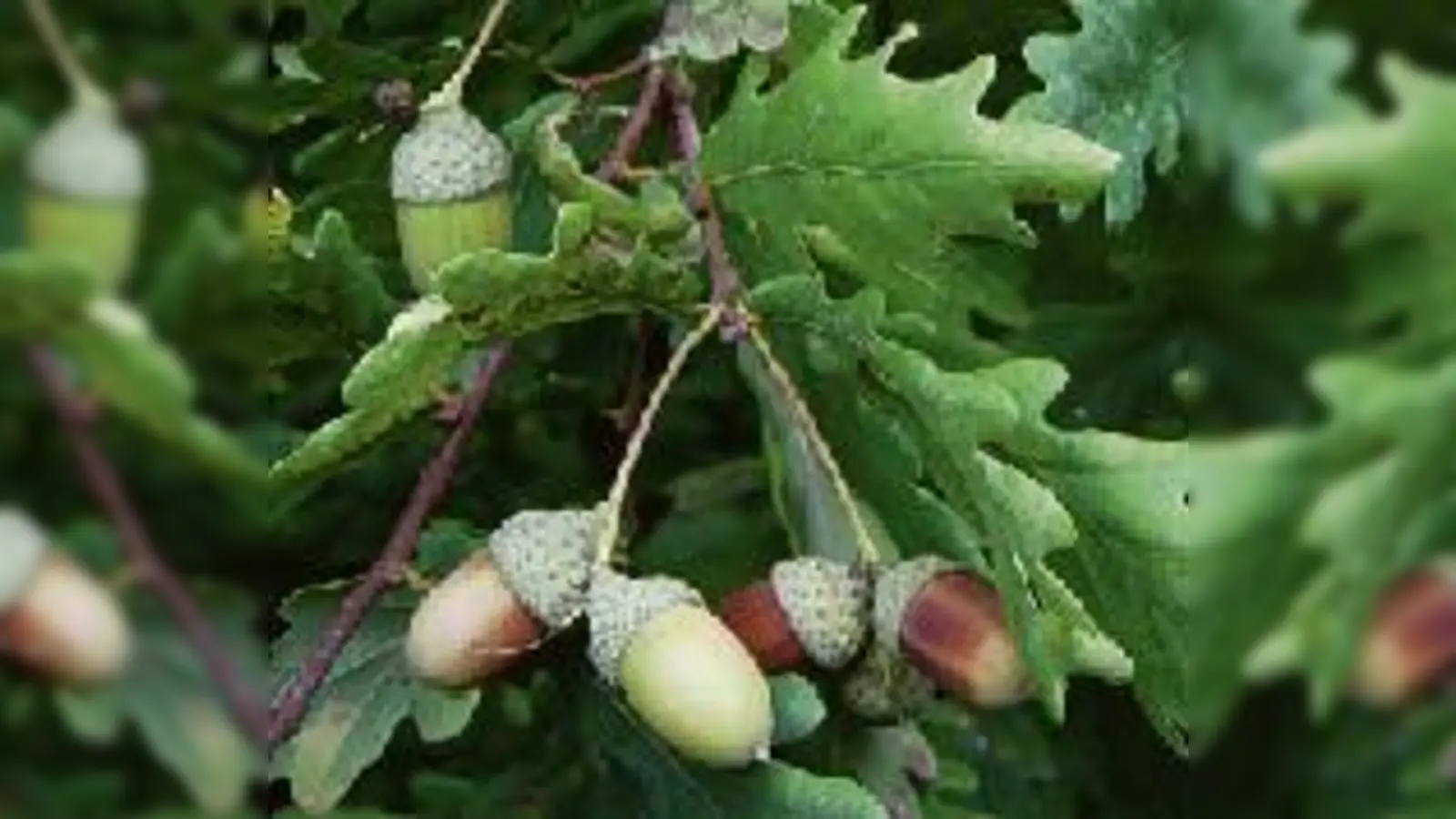 Wie wird ein Eichelkaffee gebraut?  (Foto: VA)