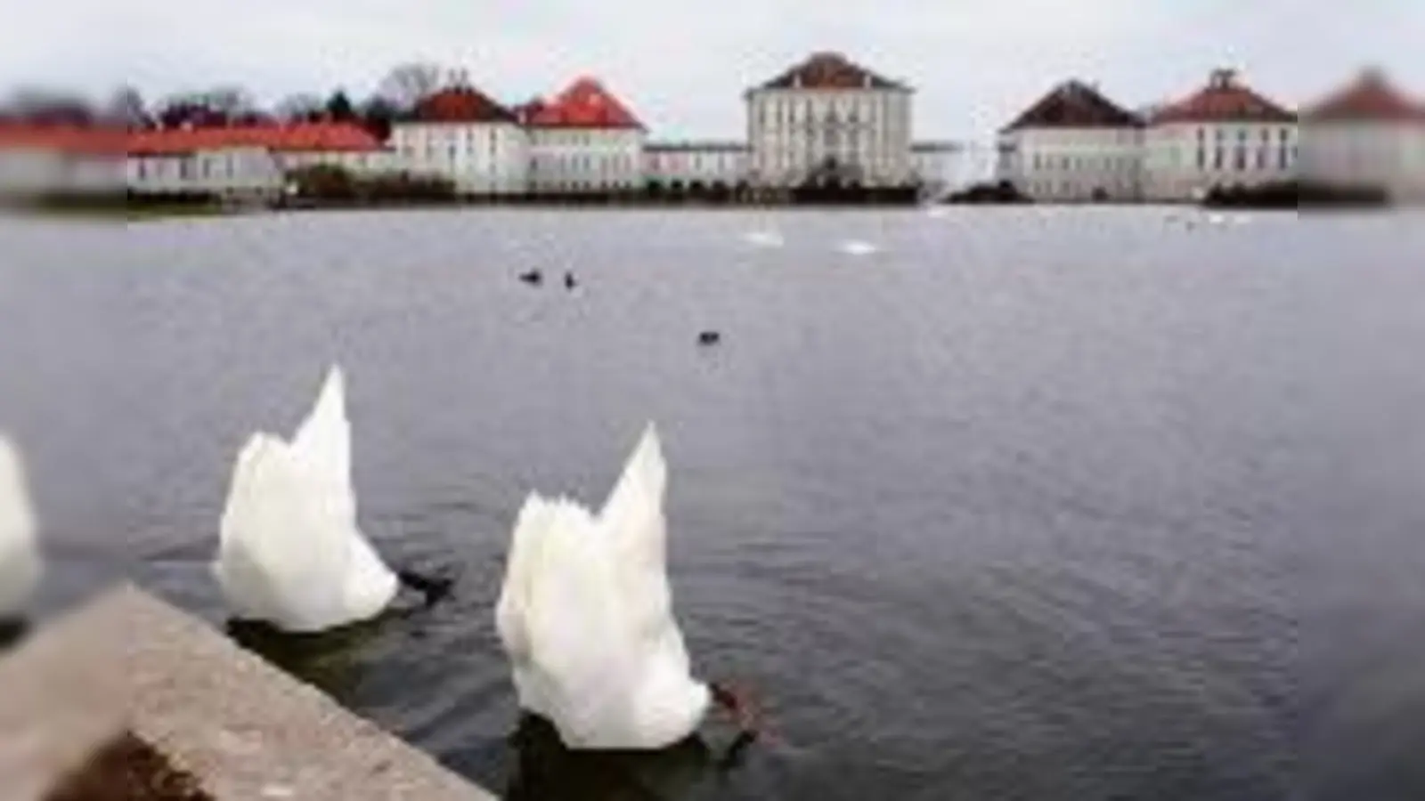Mit etwas Glück müssen sich Münchens Vögel bald nicht mehr verstecken: Möglicherweise wird die Stallpflicht am 15. Mai  (aufgehoben.Foto: Pixelquelle)