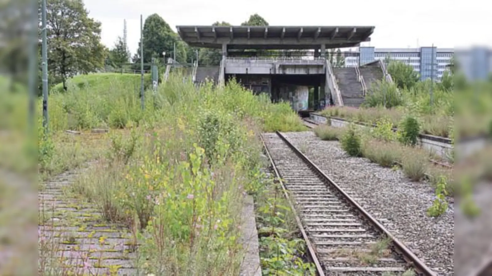»Naturschutzfachlich interessante Bestände« hätten sich auf dem Olympiabahnhof in den vergangenen Jahrzehnten entwickelt.  (Foto: ws)