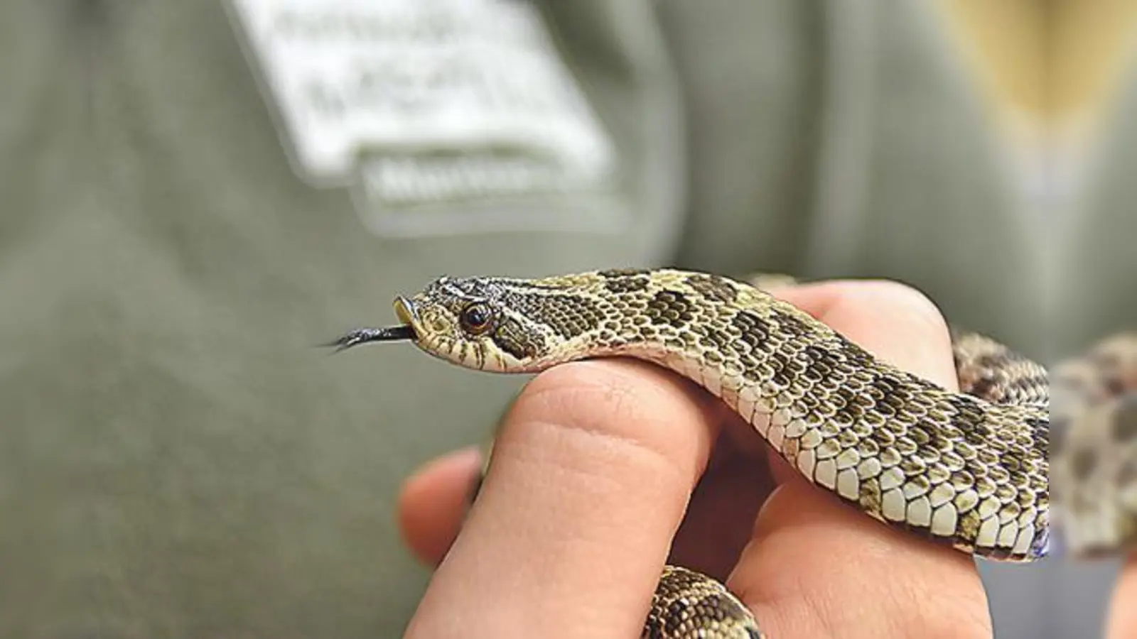 Die Reptilienauffangstation hat sich der kleinen Schlange angenommen.                           (Foto: Auffangstation für Reptilien)