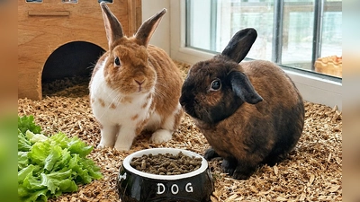 Die beiden kuscheln sehr gerne miteinander. (Foto: Tierheim Riem)