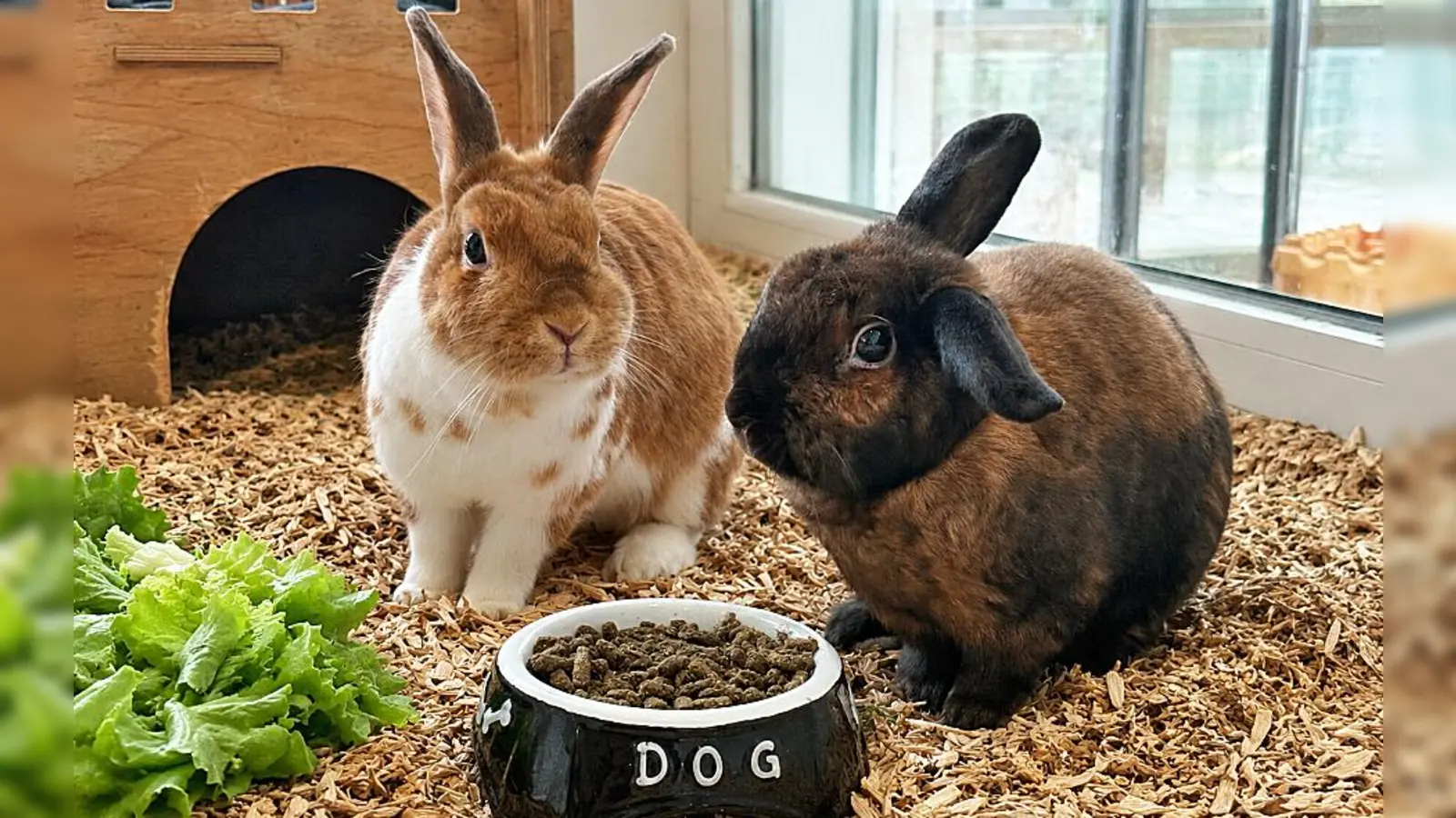 Die beiden kuscheln sehr gerne miteinander. (Foto: Tierheim Riem)