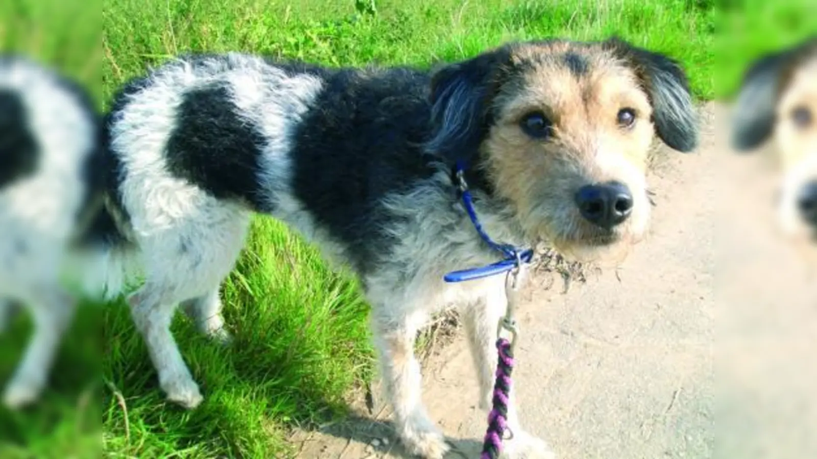 Weil ihr Tier ihnen beim Urlaub im Weg steht, setzen einige Haustierbesitzer ihre Vierbeiner einfach aus. (Foto: Angela Knies/pixelio)