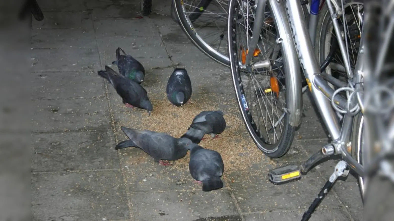BA-Vorschlag: Die Taubenplage am Pasinger Bahnhof könnte durch ein Taubenhaus in Griff bekommen werden. Dort würde Fütterung und Pflege stattfinden. Und auch die Vermehrung könnte unter Kontrolle gebracht werden. (Foto: bb/archiv)