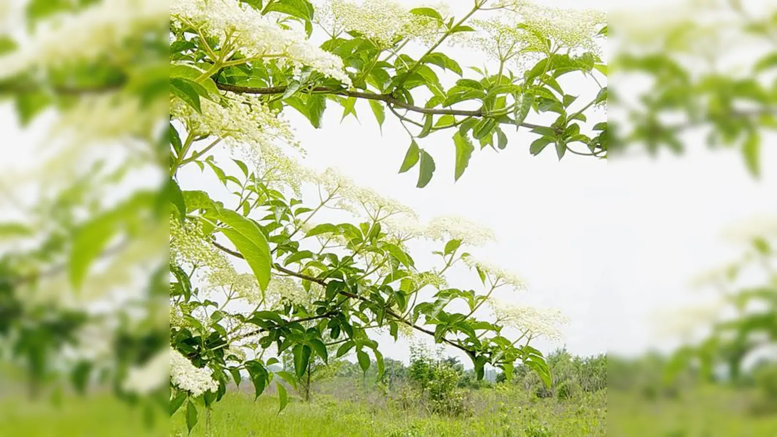 Was man mit Holunder alles machen kann, erfahren die Teilnehmer einer LBV-Exkursion. 	 (Foto: LBV)