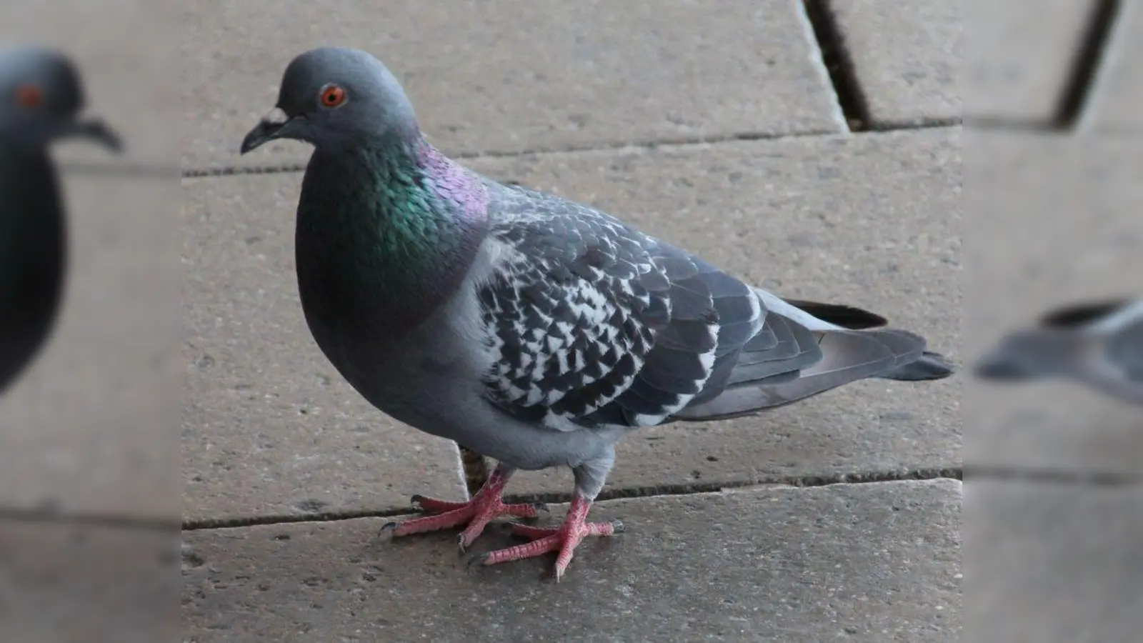Stadttauben gehören nicht zu den Wildtieren. Sie sind von Menschen schon seit Jahrhunderten gezüchtet und als Nutztiere gehalten worden. Jetzt teilen die meisten von ihnen das Schicksal von herrenlosen, streunenden Straßenhunden. (Foto: bb)