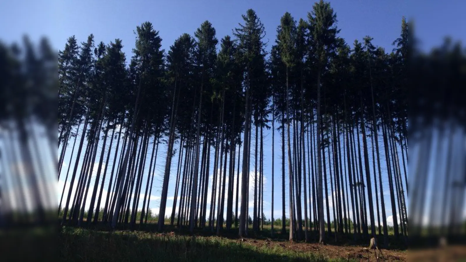 Leichte Beute dachten sich drei Diebe, als sie in einem Waldstück in Holzhausen eine Wildkamera mitgehen lassen wollten. Leider wurde die Tat vom Waldbesitzer über einen Bildschirm daheim live mitverfolgt. (Foto: pst)