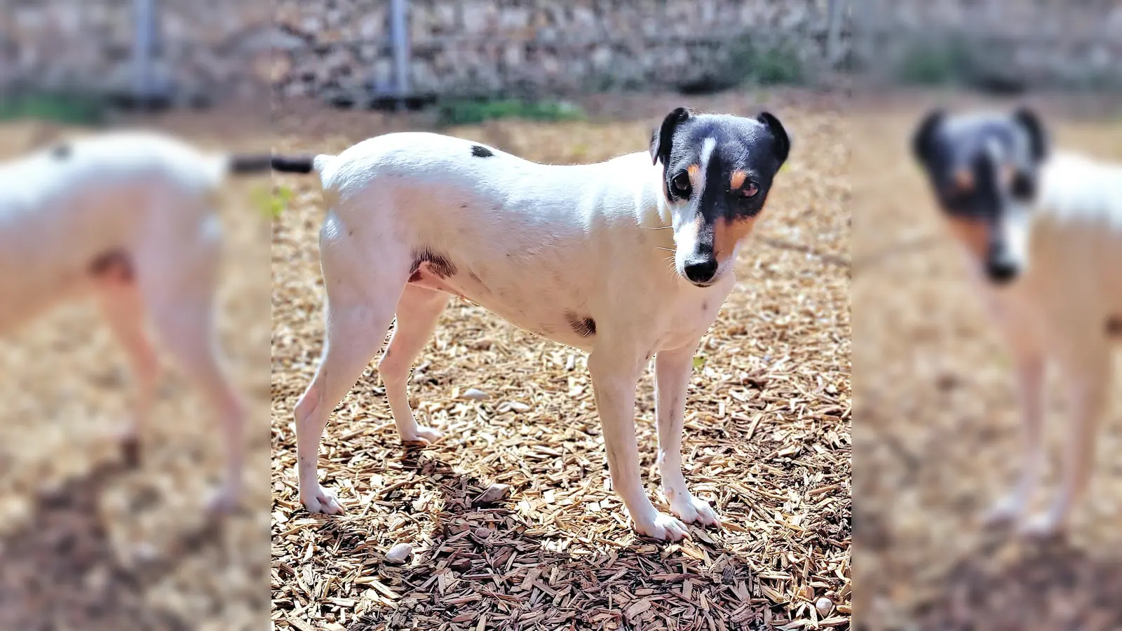 Ratonero-Bodeguero-Mix-Hündin „Suki”. (Foto: Tierheim Riem)