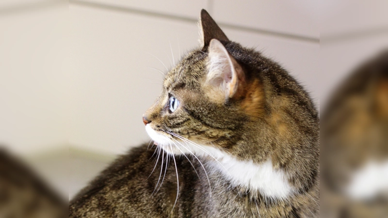 Eine unkomplizierte Familienkatze ist die Europäisch Kurzhaar. Sie wird in Deutschland am häufigsten gehalten.  (F.: dek)