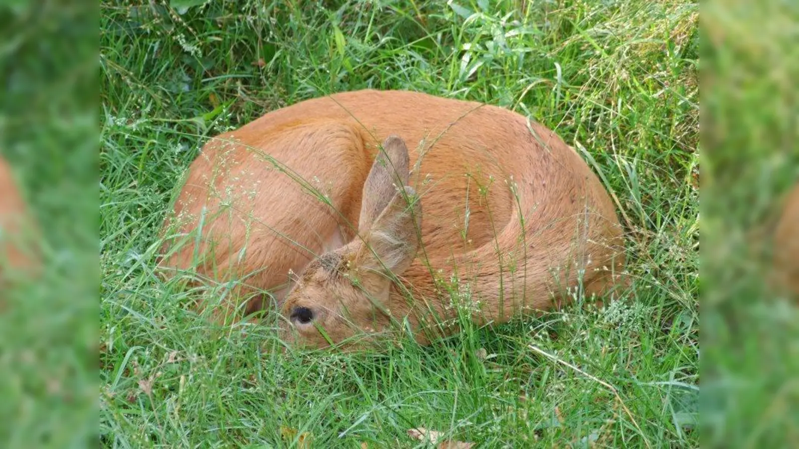 Irrtümlich eingesammelte Rehkitze können bis zu 48 Stunden später an den Fundort zurückgebracht werden. Meist findet das Muttertier ihr Kitz dort wieder. (Foto: Hans-Jürgen Kleinohl/pixelio.de)