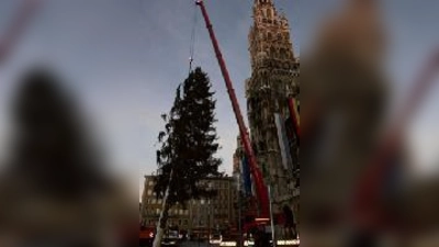 Nur mit einem Kran konnte die Feuerwehr den Riesenbaum aufstellen.  (Foto: VA)