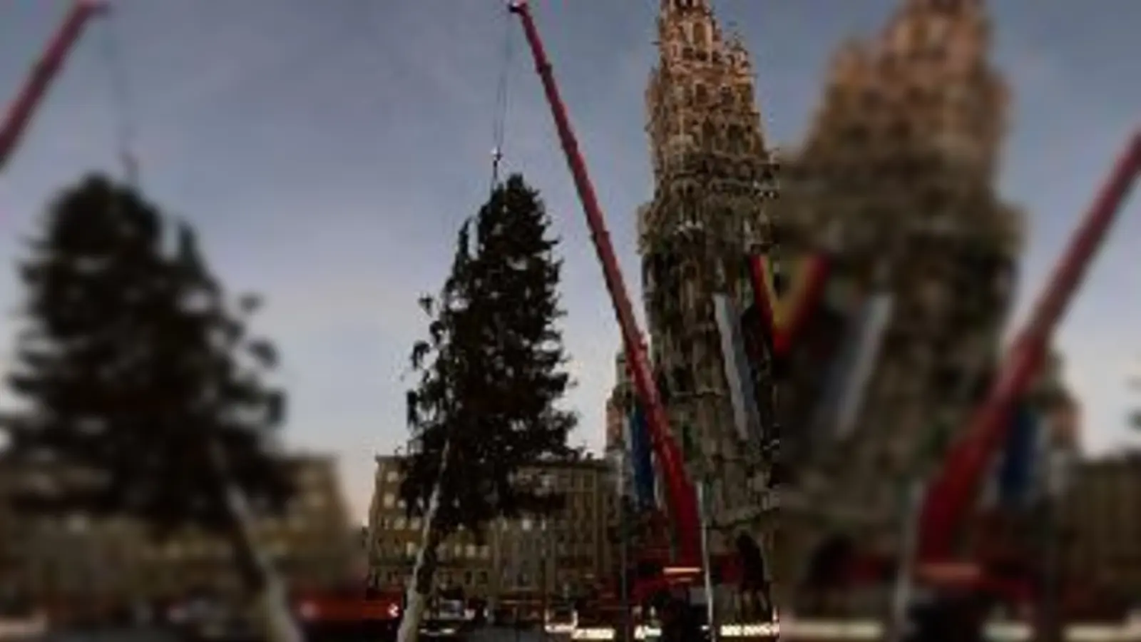 Nur mit einem Kran konnte die Feuerwehr den Riesenbaum aufstellen.  (Foto: VA)