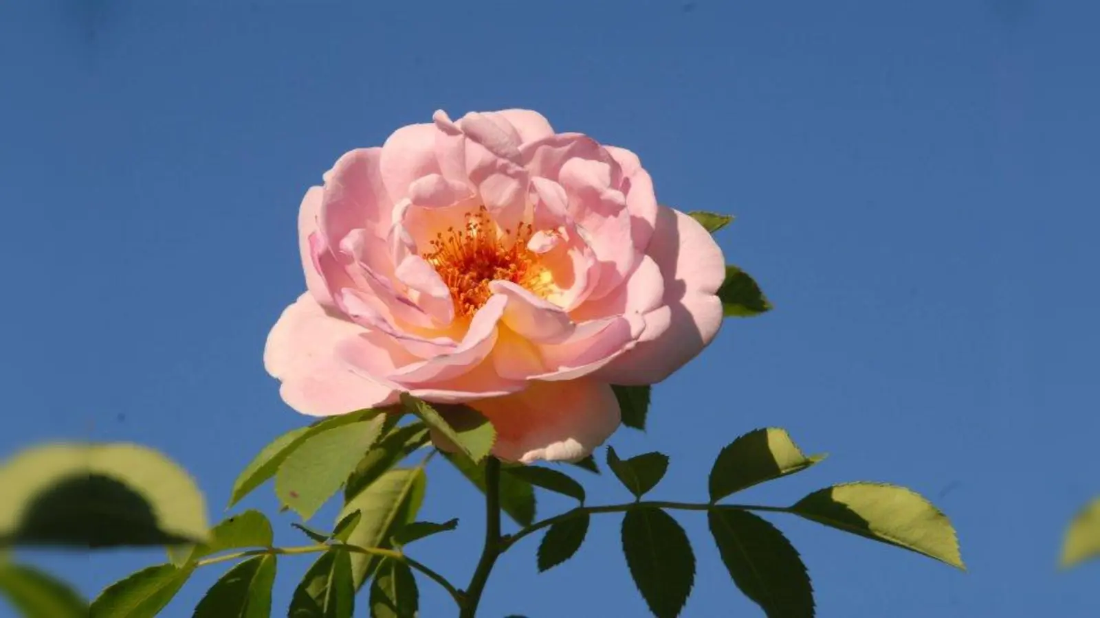 „Frühlingsduft” heißt diese Rose. Zu bewundern ist die Dünenrosenhybride im Schmuckhof des Botanischen Gartens. (Foto: Ehrentraud Bayer, Botanischer Garten München-Nymphenburg)
