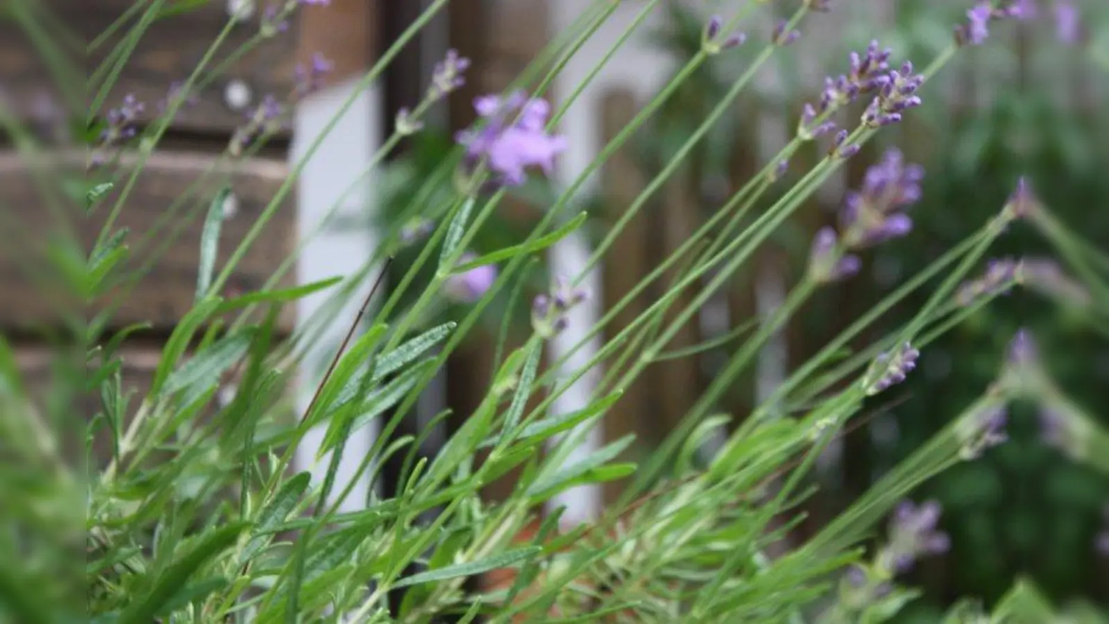 Nicht nur Wildkräuter liegen der Kräuterpädagogin am Herzen, sondern auch Kräuter, die gut im Beet oder Topf gedeihen, wie dieser Lavendel. (Foto: Huss-Weber)