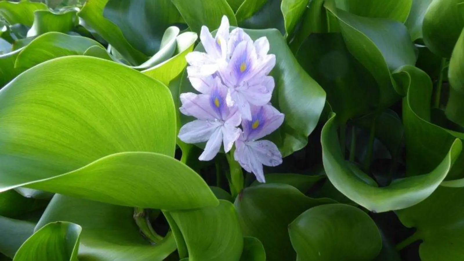 Die Dickstielige Wasserhyazinthe (Eichhornia crassipes) ist eine ausdauernde Wasserpflanze aus Südamerika. (Foto: Marianne Lauerer)