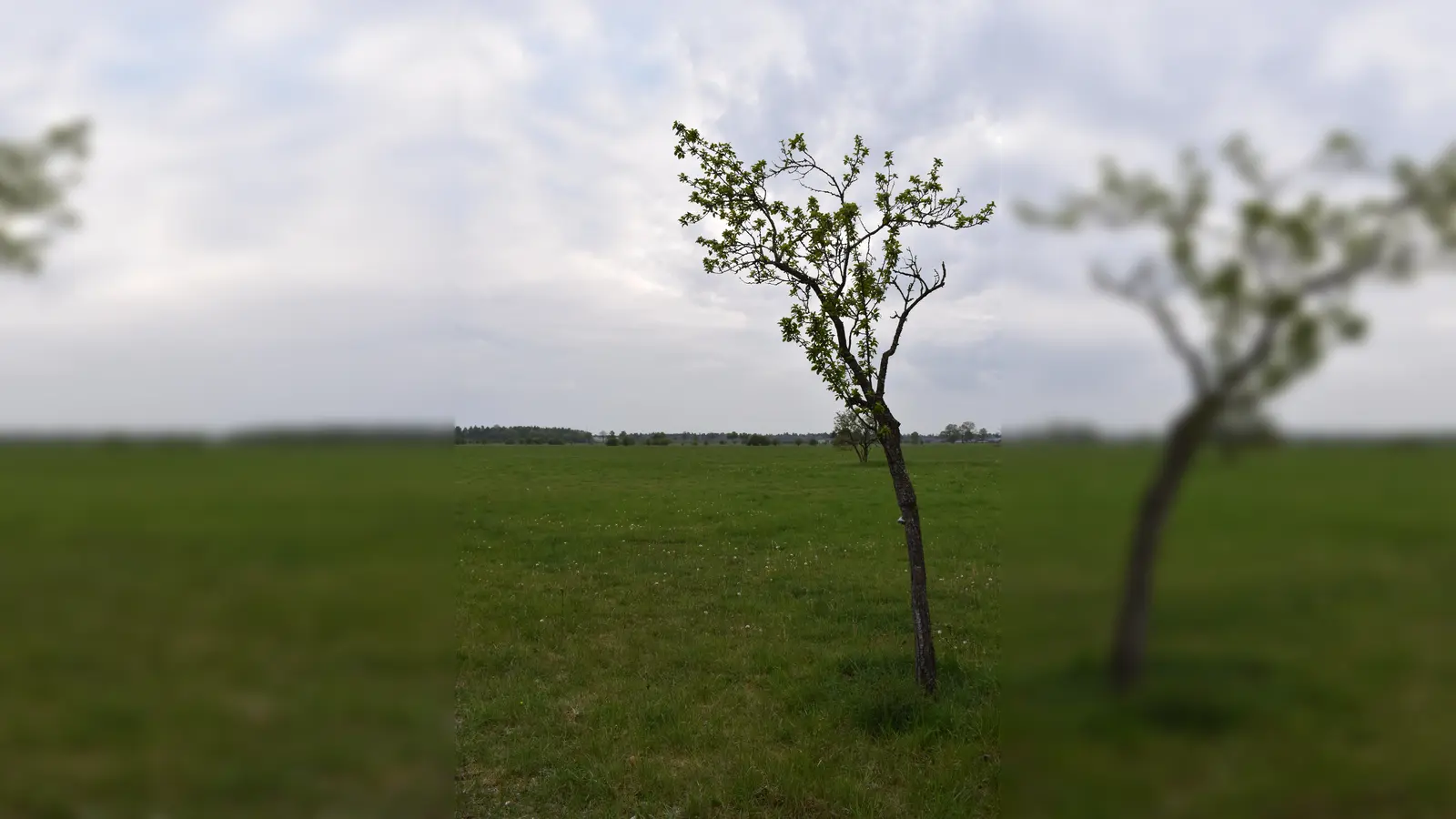 Die Heideflächen werden von verschiedenen Tieren und Pflanzen bewohnt. Um ihr Zusammenleben dreht sich das Ferienprogramm. (Foto: Daniel Mielcarek)