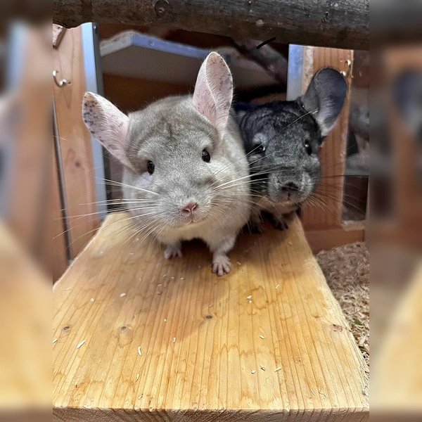 Unsere beiden Chinchillas Juna (hell) und Buzz (dunkel). (Foto: Tierheim Riem)