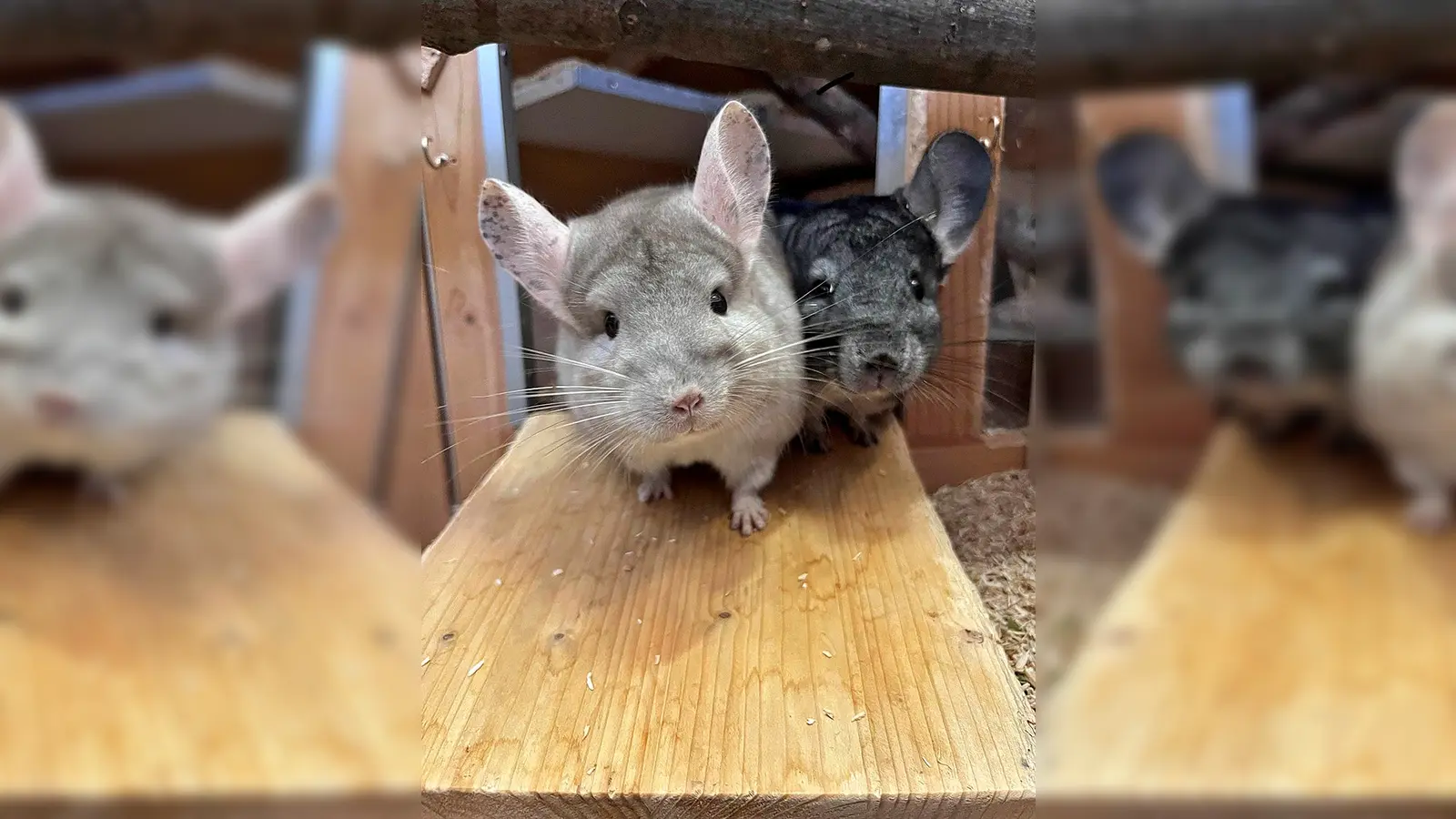 Unsere beiden Chinchillas Juna (hell) und Buzz (dunkel). (Foto: Tierheim Riem)
