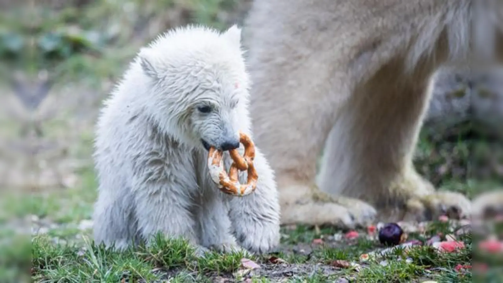 Der Münchner Eisbär wurde mit den wenig bayerischen Namen »Quintana« getauft. Eine  resche Brezn darfs aber trotzdem gerne sein.	 (Foto: Tierpark Hellabrunn/Marc Müller)
