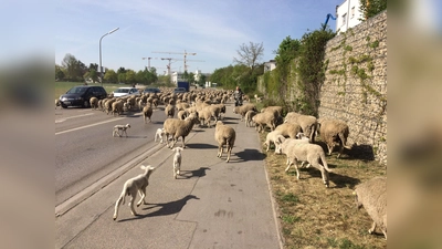 Unter anderem über die Schafe in der Heide geht es bei den Herbst-Führungen des Heidevereins. Diese kennen nicht nur die Heideflächen, sondern auch die Ortschaften drumherum. (Archivbild: Daniel Mielcarek)