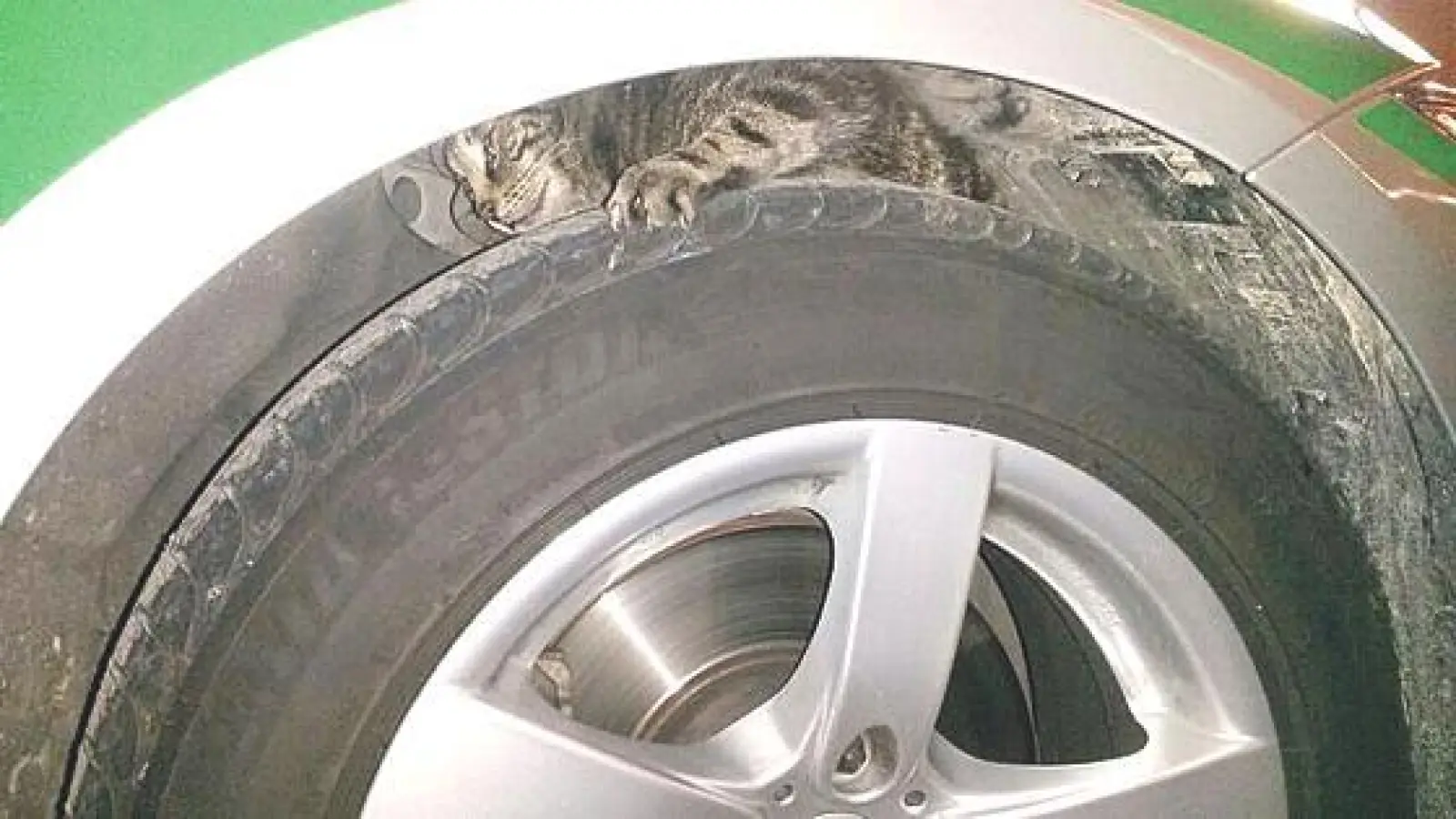 Aus dem hektischen Petueltunnel flüchtete die Mieze verschreckt in den Radkasten der Polizei.	 (Foto: PPM)