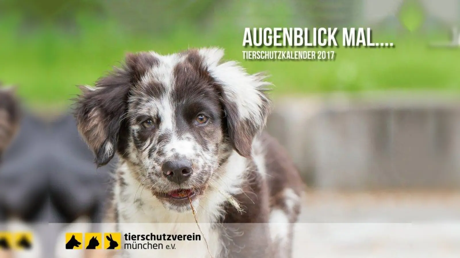 Auf dem Cover des Tierschutzkalender 2017 ist die damals 10 Monate alte Australian Shepherd-Mischlingshündin Juma zu sehen. (Foto: Tierschutzverein München)