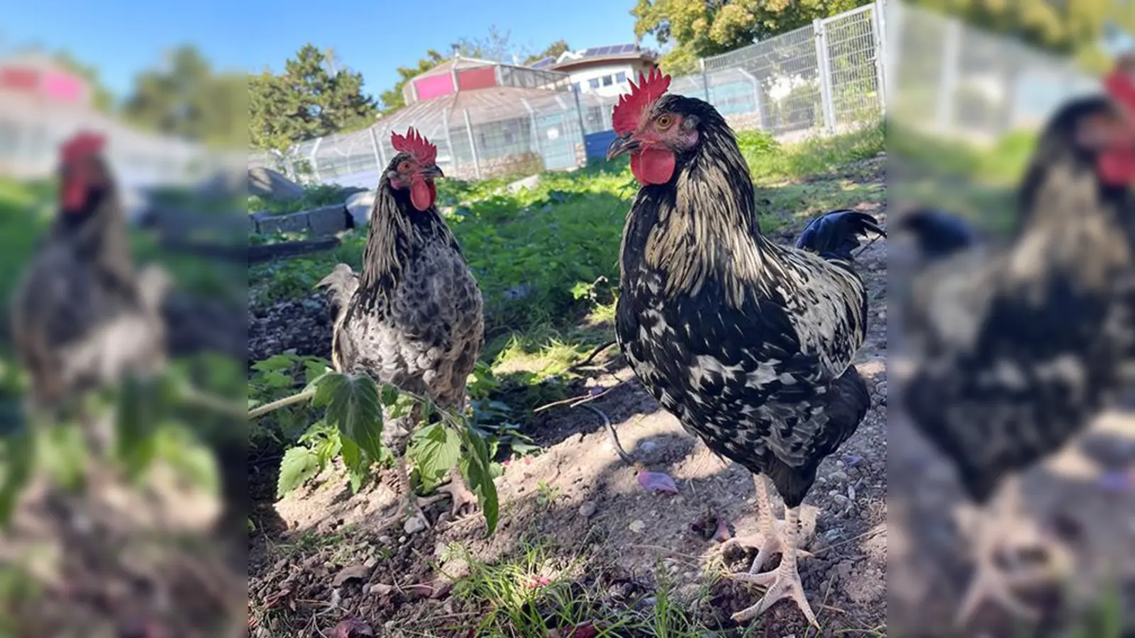 Die beiden Hähne Apocalypso und Drachenlord haben sich gut erholt und suchen nun die Gesellschaft anderer Hühner. (Foto: Tierheim Riem)