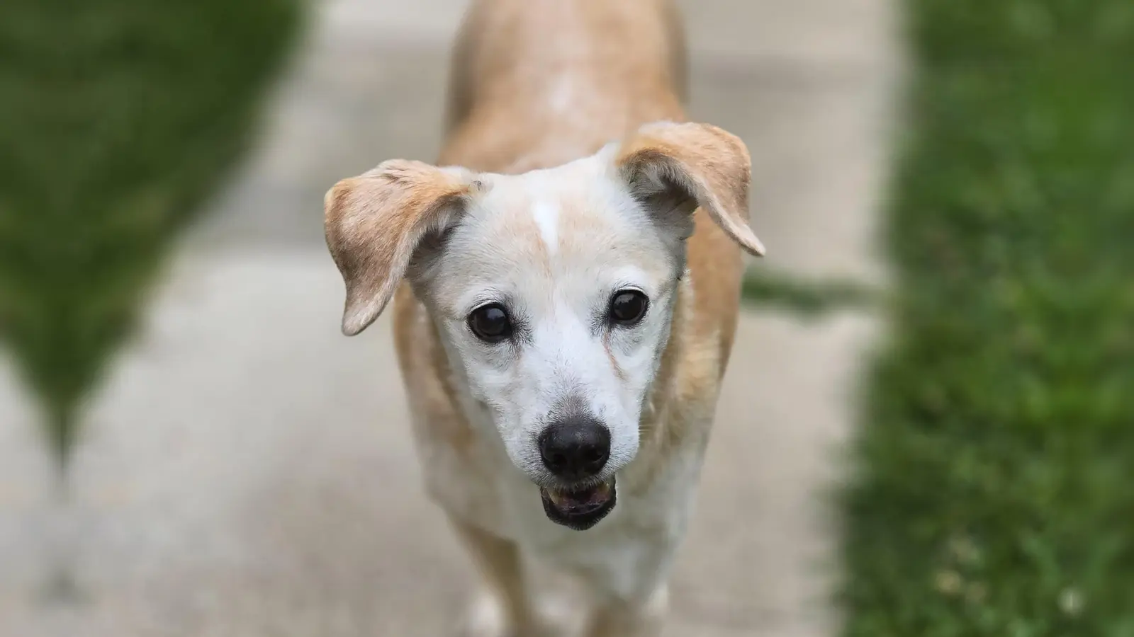 Mix-Hündin Goldy sieht und hört sehr schlecht. Zudem benötigt sie Medikamente gegen Epilepsie. (Foto: Tierschutzverein München)
