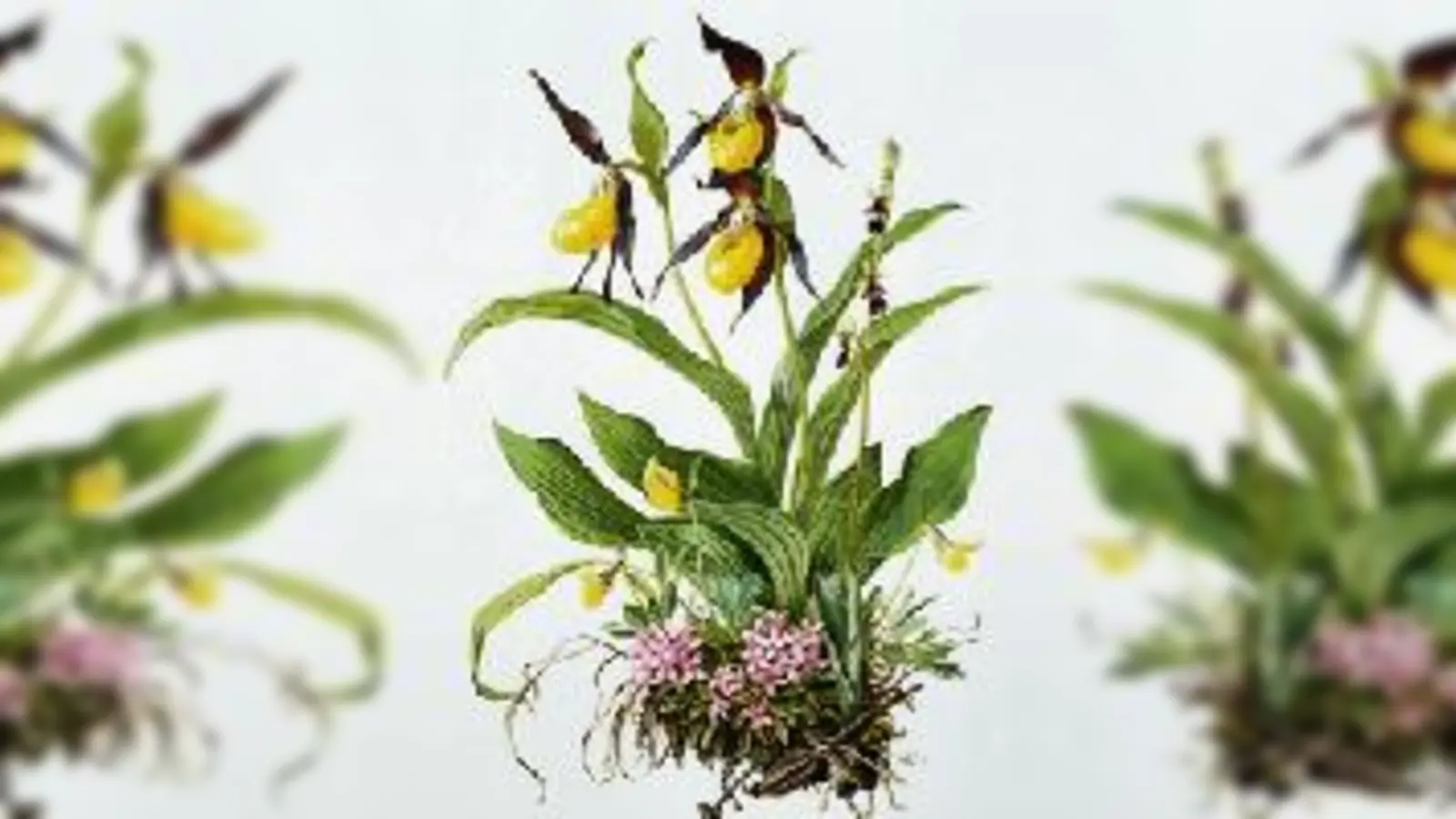 Ein Frauenschuh  im Bild festgehalten von Claus<br><br>Caspari.	 (Foto: Veranstalter)