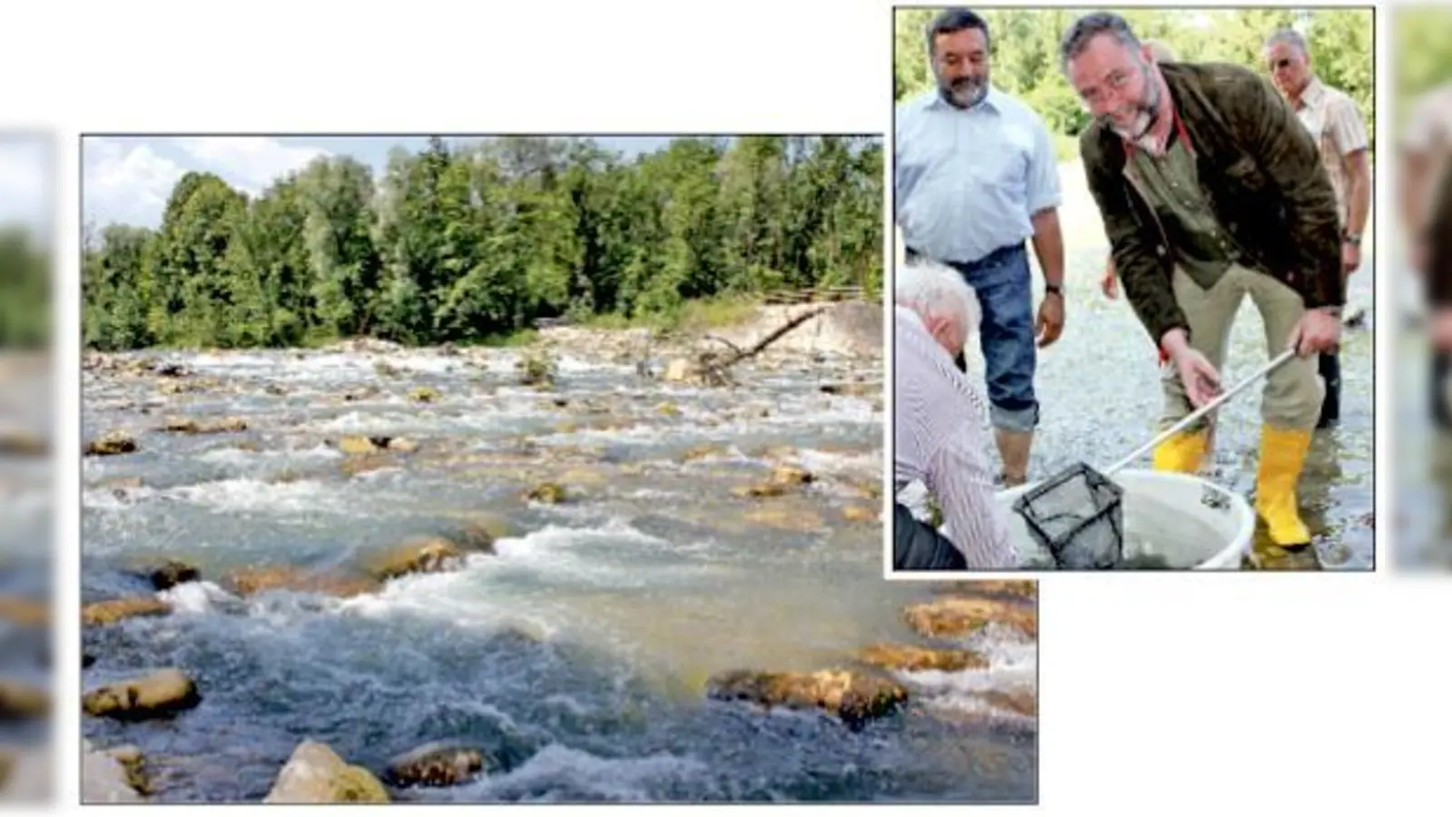 Ökologische Lösung: 24.000 Tonnen Steine sind in der neuen Sohlrampe bei  Ismaning verbaut worden. Bei der Einweihung setzte Bürgermeister Alexander Greulich einige Jungfische in die Isar.	 (Fotos: bs)