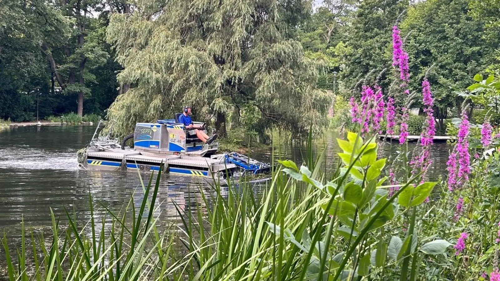 Gegen die Wasserpest: Die Stadt Krailling hat eine Mahd im Berger Weiher mit einem „Mähboot” durchführen lassen.  (Foto: Gemeinde Krailling)